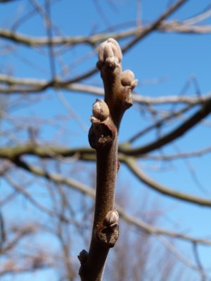 Juglans nigra - ořešák černý - pupen